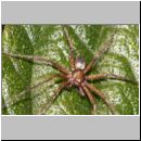 Philodromus cf aureolus - Laufspinne 01.jpg